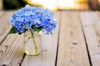 Hydrangea High Quality And Resolution Wallpaper On