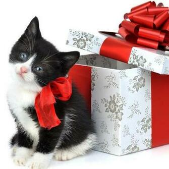 Christmas Pets iPad Wallpaper Cats