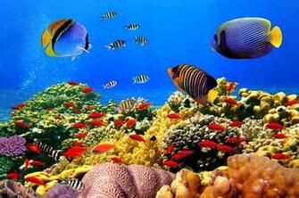 Coral Corral Mural Murals Your Way