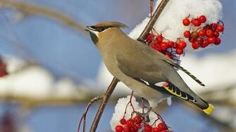 HD Animal Wallpaper Of A Bird On Branch