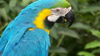 Parrot Colorful Kissing Girl Full HD Wallpaper
