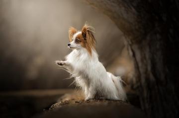 Papillon HD Wallpaper Background Image