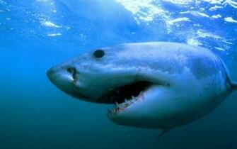 Great White Shark Attacks HD Wallpaper Widescreen
