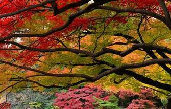 Wallpaper Autumn Park Japan Garden Shinjuku Gyoen Image For