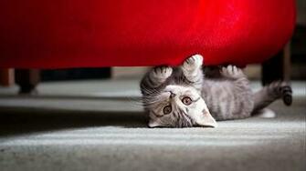 Cute Little Cat Wallpaper HD