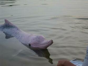 Pink Dolphin Wallpaper All Resolutions