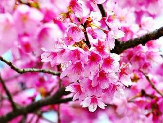 Gambar Bunga Flowers And Gardening Ideas Tags