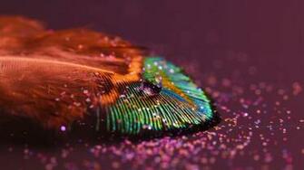 Colorful Feather HD Wallpaper For 4k X