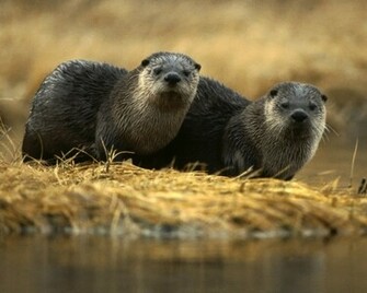 Otters Wallpaper
