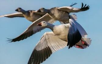 Geese Birds Flying Snow Goose Wallpaper