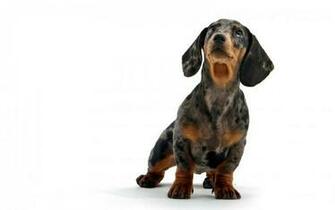 HD Dachshund Puppy Wallpaper