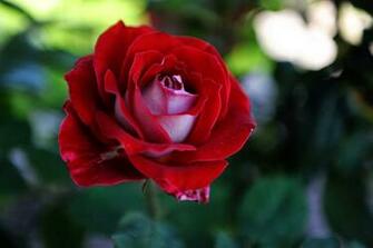 Fine Fire And Ice Roses Photos Finest