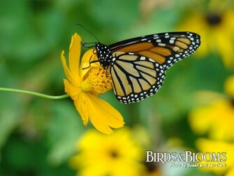 Monarch Butterfly Wallpaper Image