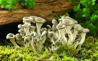 You Ve Got The Mushrooms Time To Enjoy Them Bonner County
