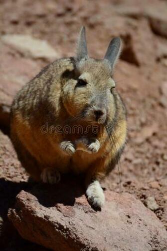 Southern Viscacha Potos Department Bolivia Viscachas Or