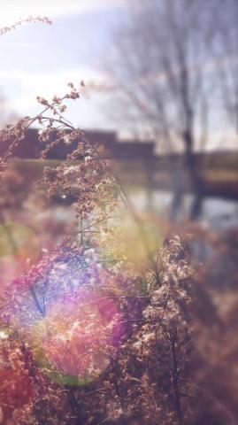 Sad Day Flower Nature Flare Android Wallpaper