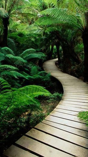 Nature Phone Wallpaper Top Background