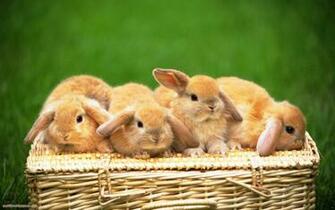 Rabbit Wallpaper In HD Greens Sweet Cute