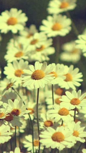 Vintage Dasies iPhone Wallpaper HD