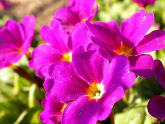 Magazine Wallpaper Beautiful Flowers Colorful Background