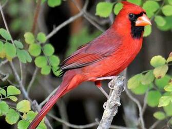 Northern Cardinal Desktop Wallpaper And Mobile