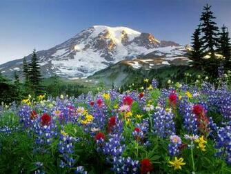 Spring In Mountains Wallpaper HD