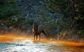 HD Wallpaper Elk