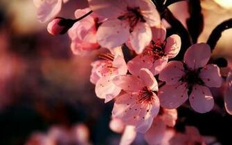 Spring Wallpaper For Desktop More
