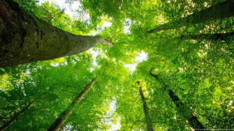When Does Planting Trees Make Sense Dw