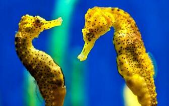 Seahorse Wallpaper HD