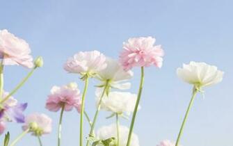 Wildflower Wallpaper Best