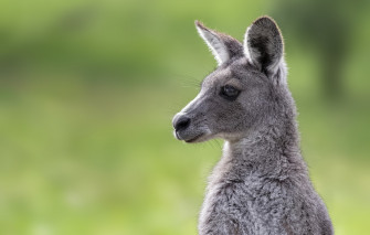 Wallpaper Face Background Portrait Kangaroo Cub Image For