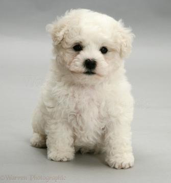 Dog Cute Bichon Frise Puppy On Grey Background Photo Wp11720