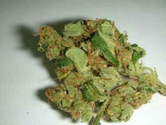 Sour Diesel Graphics And Comments