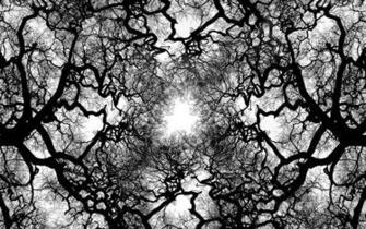 Tree Veins Wallpaper Is For