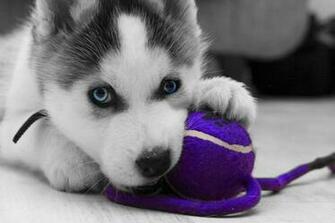 Siberian Husky Snow Dogs HD Wallpaper High