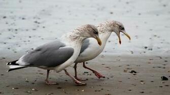Seagull Wallpaper Px HDwallsource