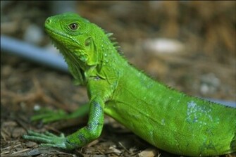 Animal Wallpaper Iguana