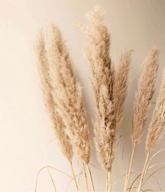 Dried Pampas Grass Background Wallpaper