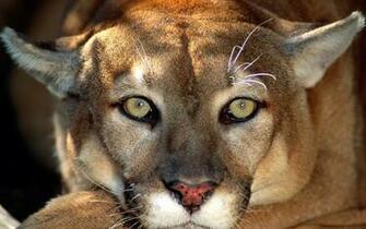 Desktop Wallpaper Animal Life Kitten Cat Big Cats