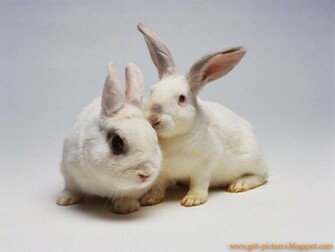 Couple Of Cute White Rabbits