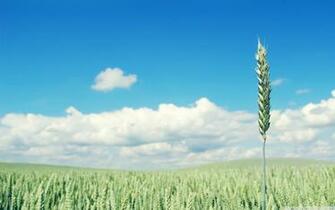 Green Wheat Crop Ultra HD Desktop Background Wallpaper For 4k UHD