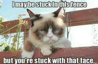 Grumpy Cat Meme Imgust