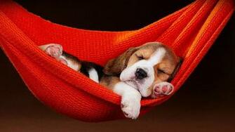 Cute Dog Wallpaper Desktop Mobile In