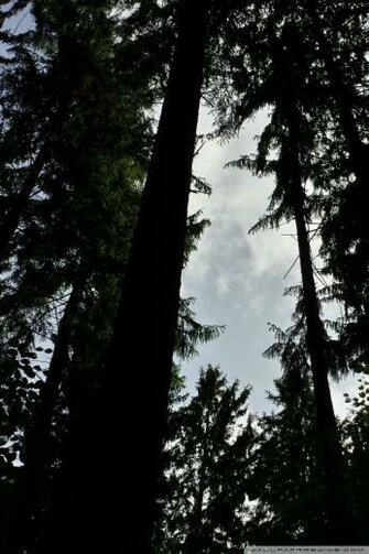 Dark Forest 4k HD Desktop Wallpaper For Ultra Tv Wide