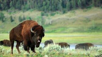HD Bison Wallpaper Full Pictures