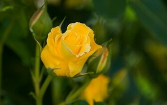 Yellow Rose Wallpaper High Definition For Desktop
