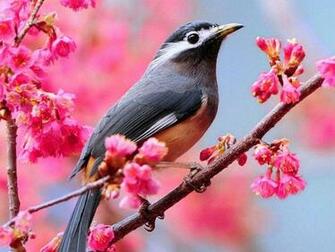 Beautiful Spring Bloom Jpg