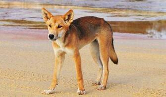 Dingo Pictures