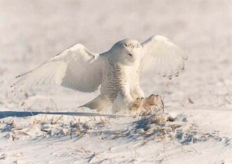 Snowy Owl Pictures My HD Animals